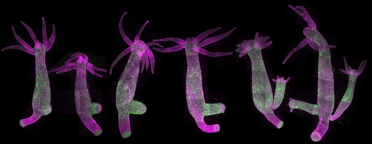 Society for Developmental Biology tweet media