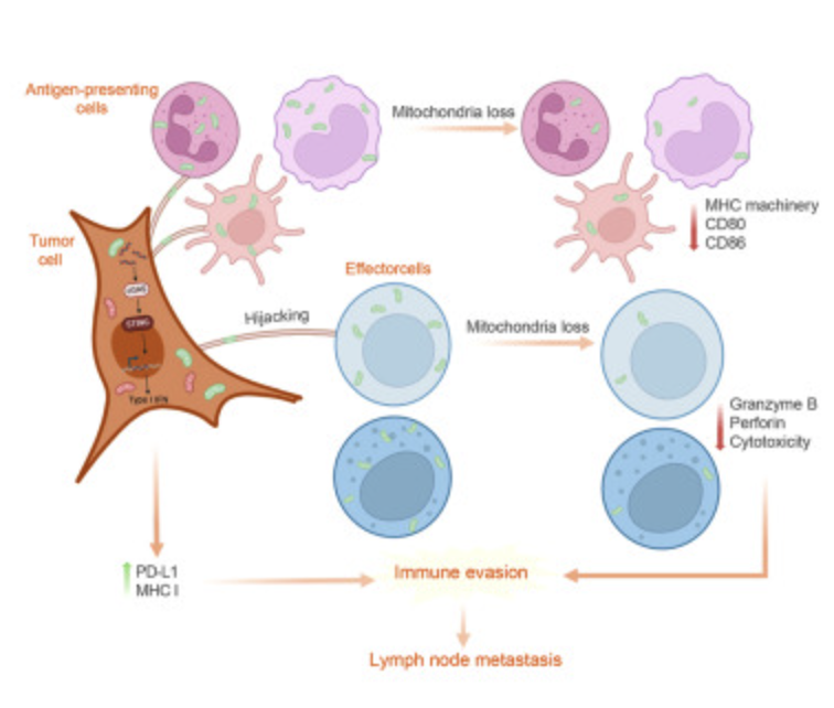 Steven Artandi, MD, PhD tweet media