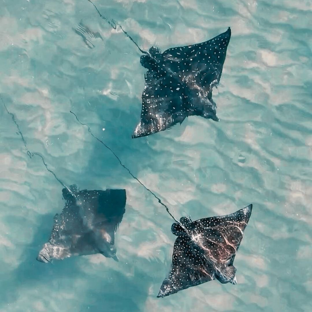 thi .✦ ݁˖ tweet media