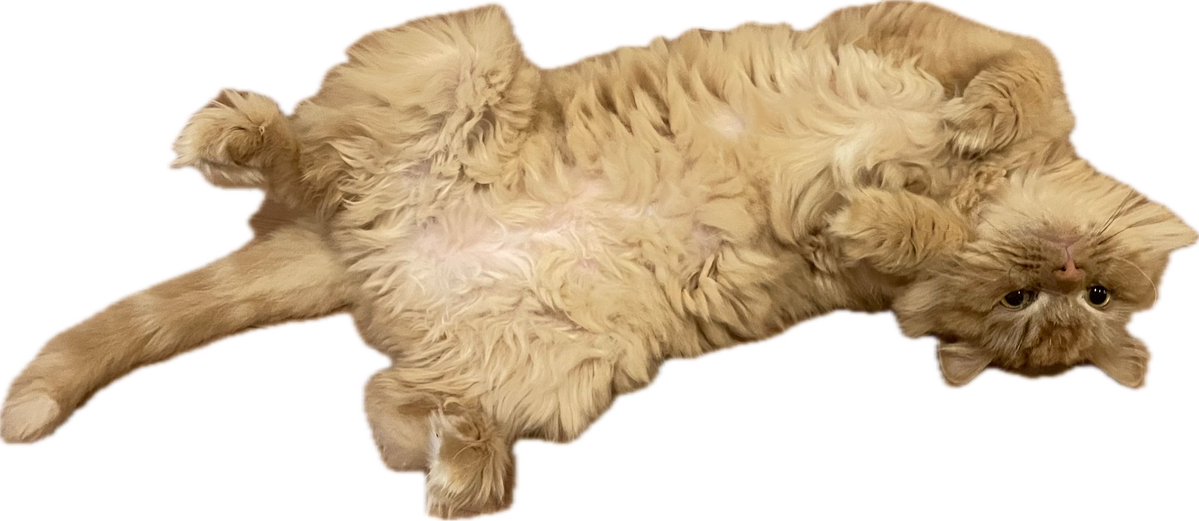 うるかさぶ tweet media