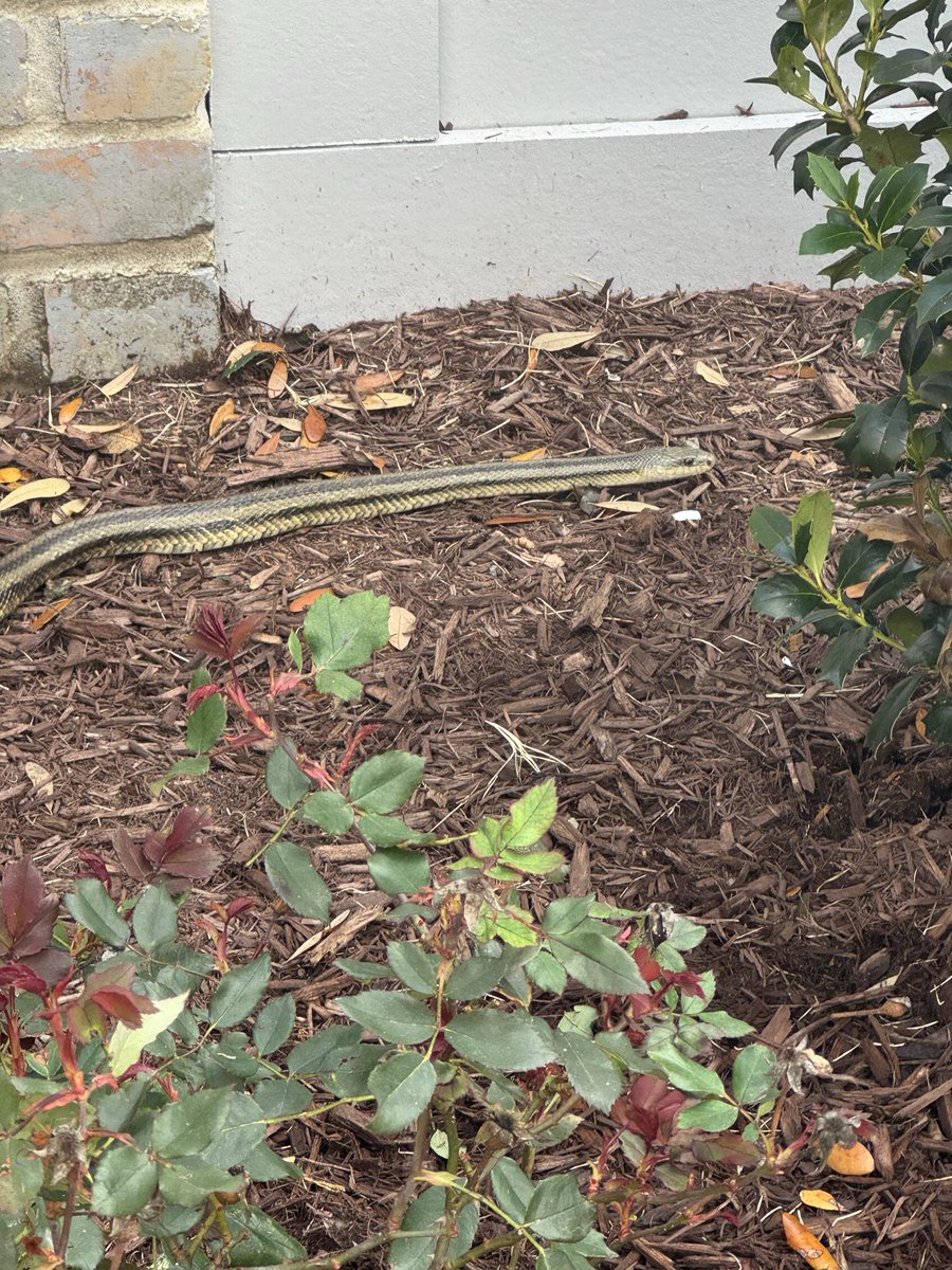 e3093's tweet photo. @Grok
What kind of snake is this? https://t.co/sJW9fShj1u