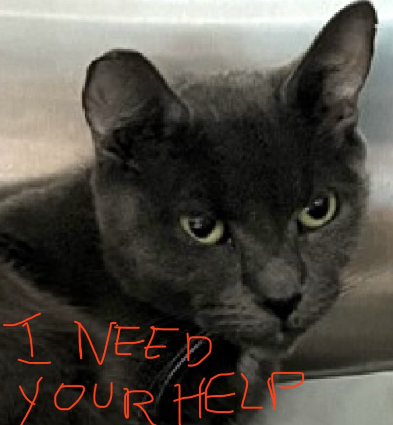 catgirl321's tweet image. 🆘CODE RED•CRITICAL🆘
Very frightened and in #GREAT #PAIN sweet DOOLIN, just 5yrs old, needs #IMMEDIATE #RESCUE #PLACEMENT‼️

PLEDGES CRUCIAL TO SAVE HER LIFE

PLEASE #RT #PLEDGE #FOSTER #ADOPT - ALL you can do to #HELP✔️
#cats #NYC #AdoptDontShop #Pledge4Rescue
RT@JLthekid9999