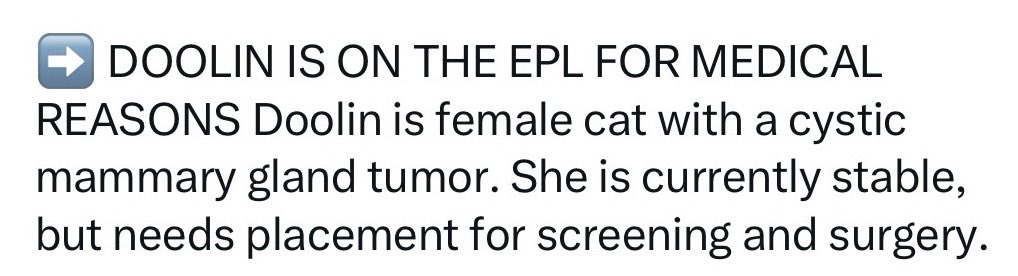 catgirl321's tweet image. 🆘CODE RED•CRITICAL🆘
Very frightened and in #GREAT #PAIN sweet DOOLIN, just 5yrs old, needs #IMMEDIATE #RESCUE #PLACEMENT‼️

PLEDGES CRUCIAL TO SAVE HER LIFE

PLEASE #RT #PLEDGE #FOSTER #ADOPT - ALL you can do to #HELP✔️
#cats #NYC #AdoptDontShop #Pledge4Rescue
RT@JLthekid9999