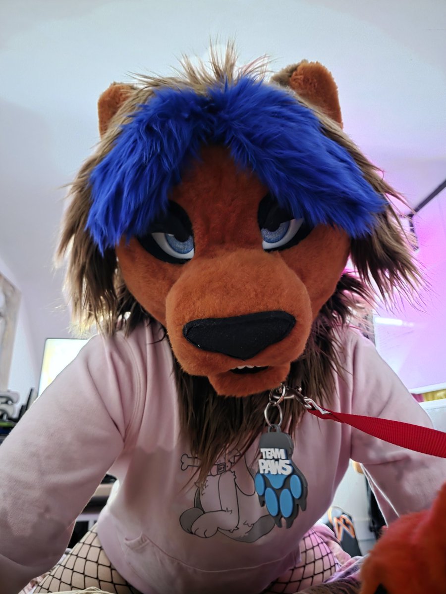 Setcho! 🔜 Animalz tweet media