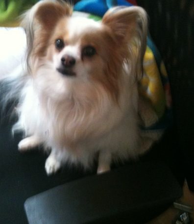 ワンコ大好き(杏花)☆過去写真多いです (@wankomonamo) on Twitter photo 