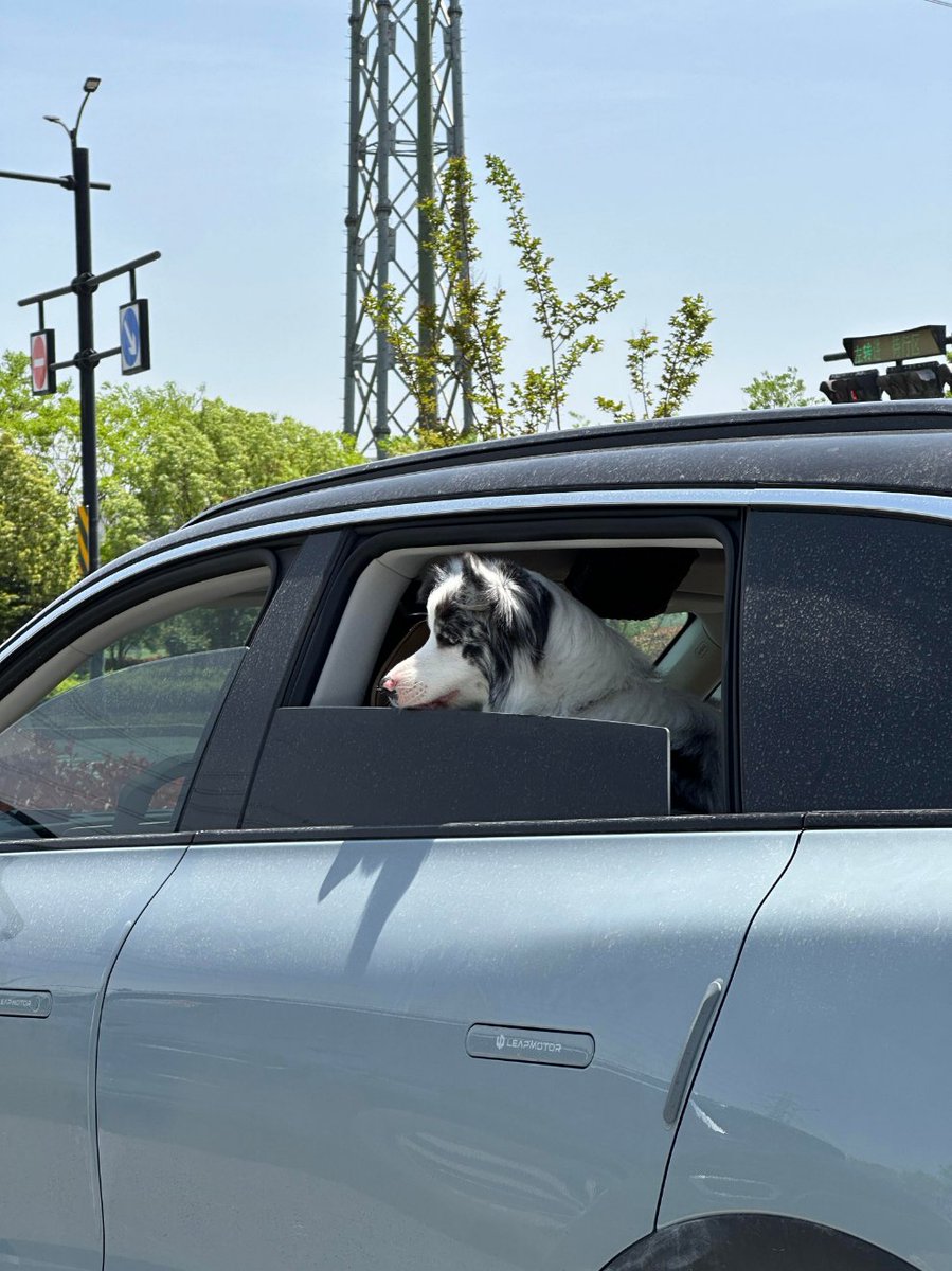 OsborneGrace's tweet photo. I ran into an adorable dog enjoying the view outside the window! https://t.co/Y7XajNoWUQ