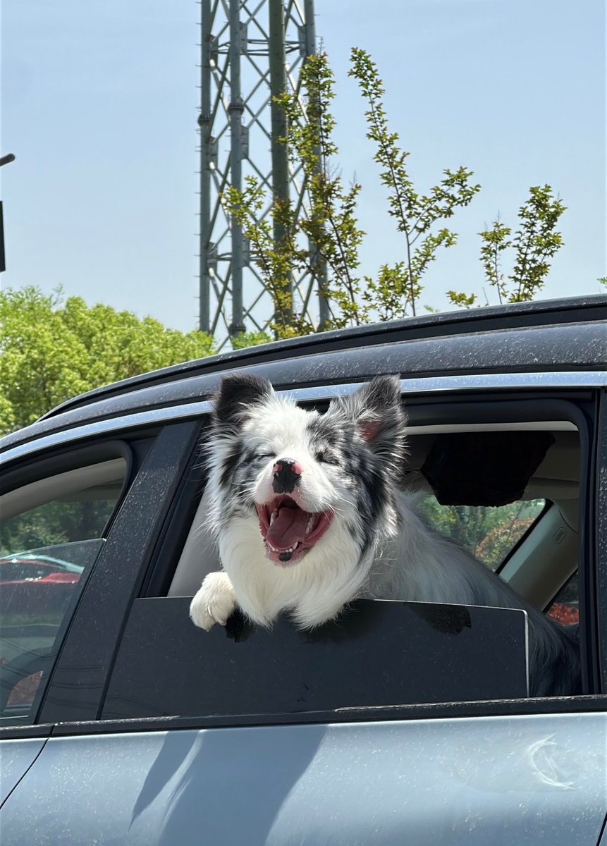 OsborneGrace's tweet photo. I ran into an adorable dog enjoying the view outside the window! https://t.co/Y7XajNoWUQ