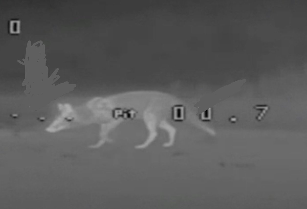 пан Айс tweet media