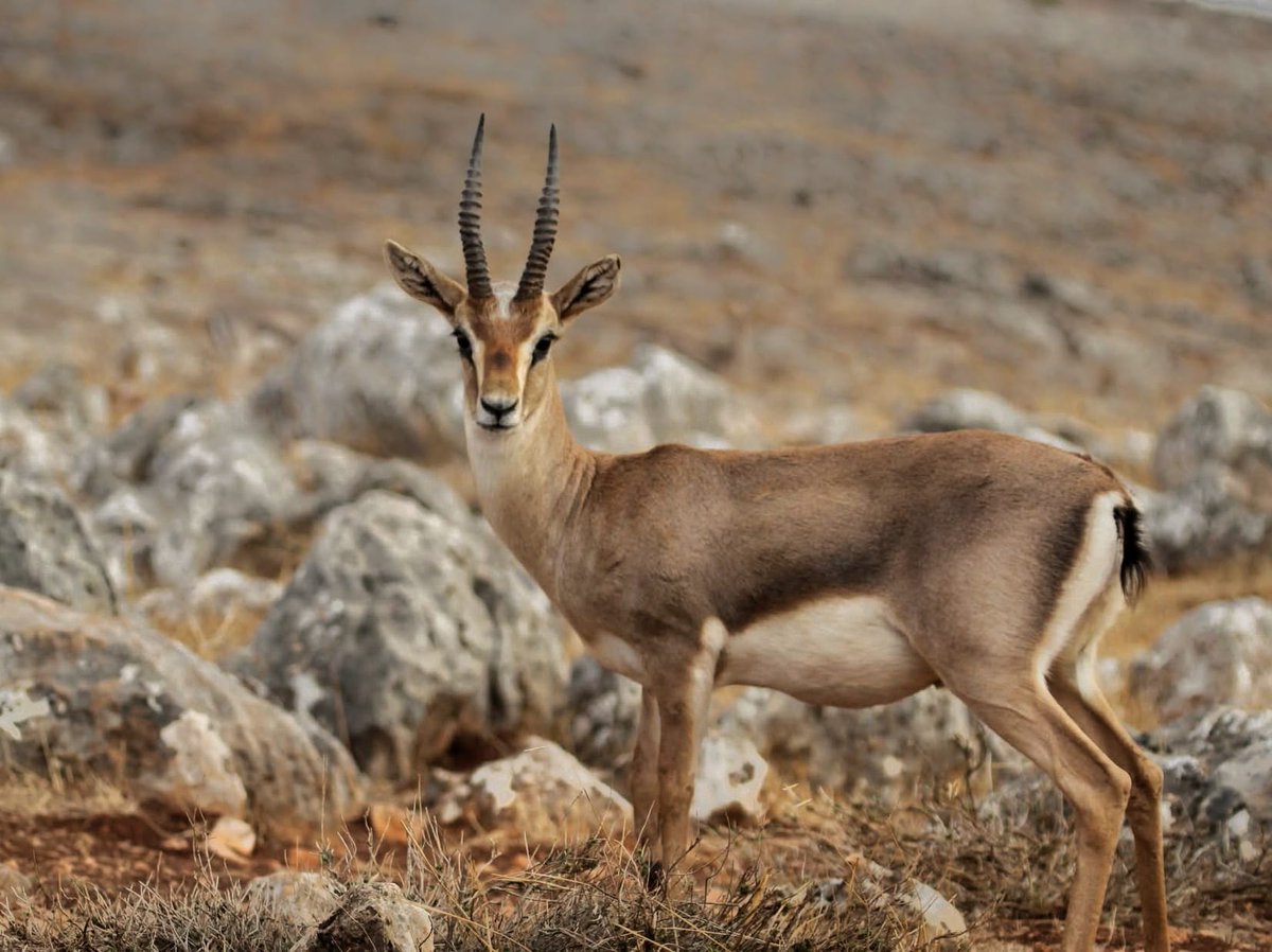 Abdullah ÖĞÜNÇ tweet media