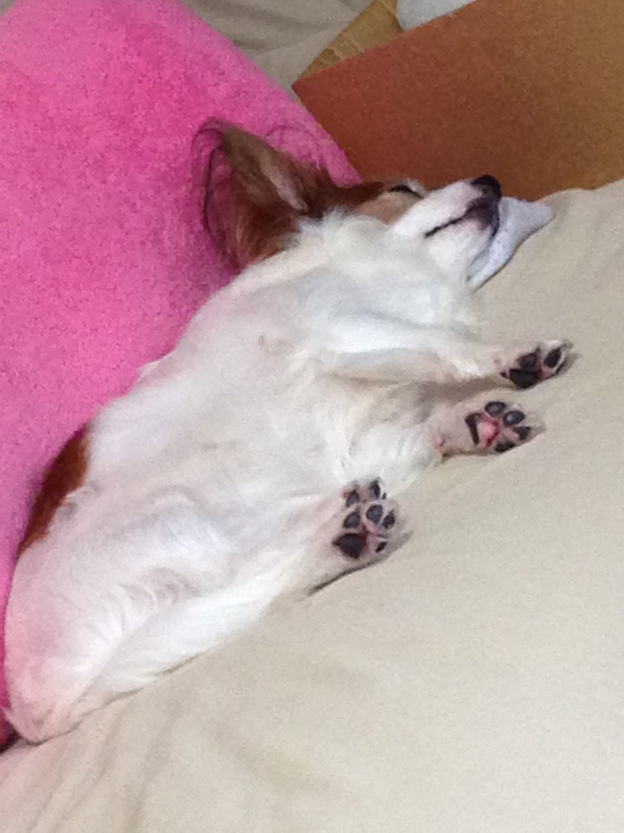 ワンコ大好き(杏花)☆過去写真多いです (@wankomonamo) on Twitter photo 