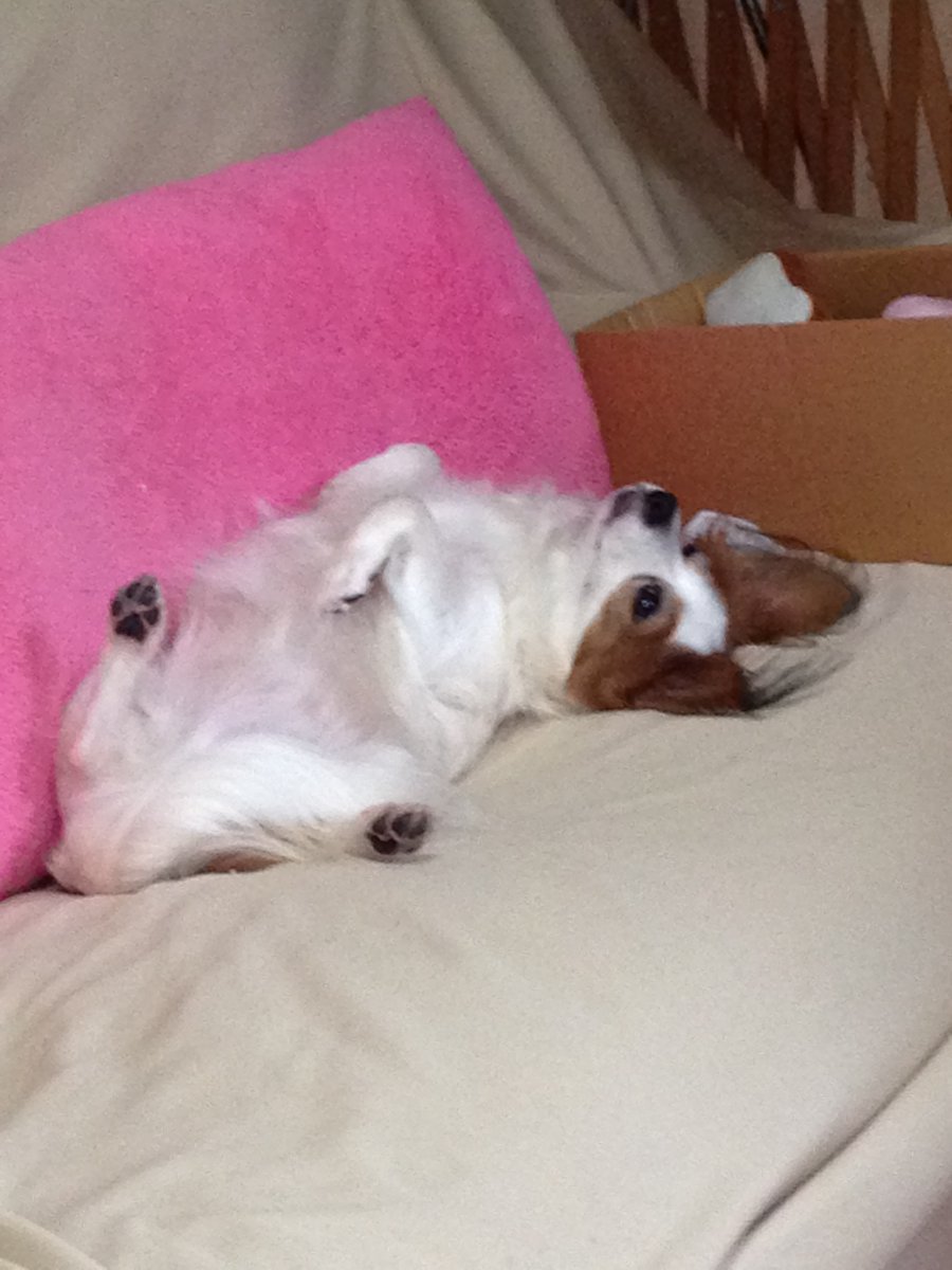 ワンコ大好き(杏花)☆過去写真多いです (@wankomonamo) on Twitter photo 