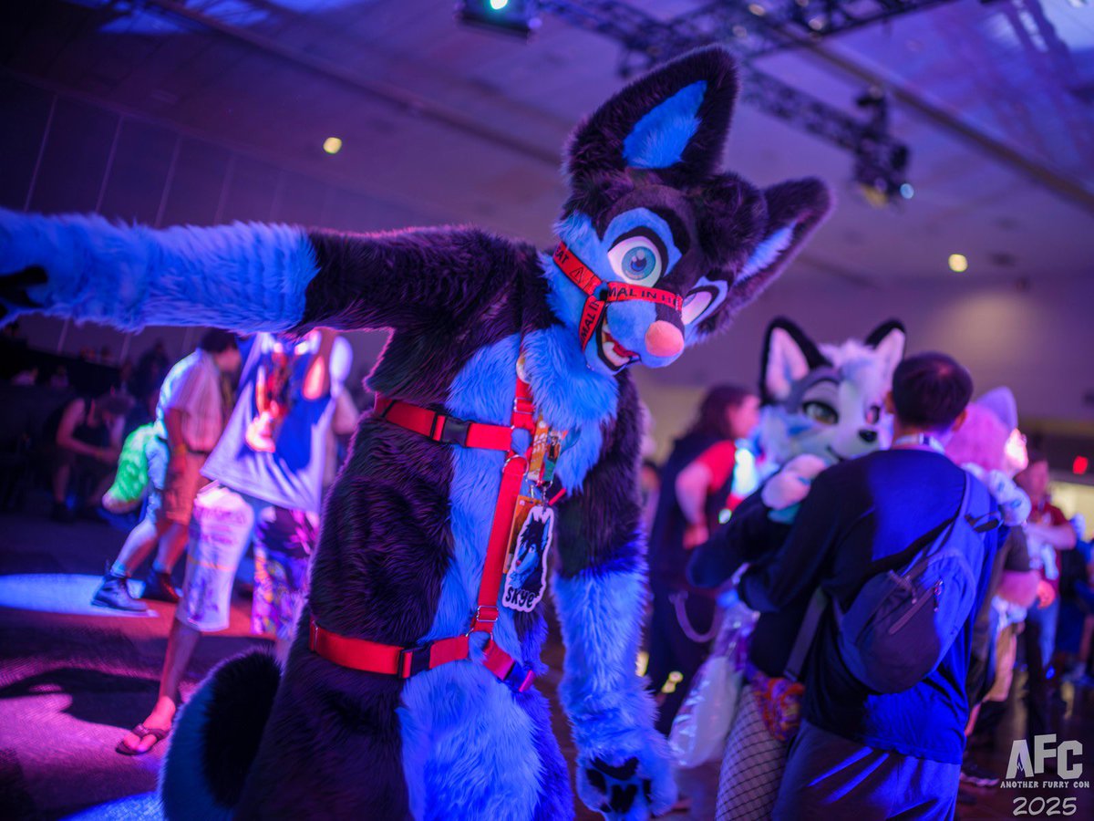 Skye The Husky 🔜 MEGAPLEX tweet media