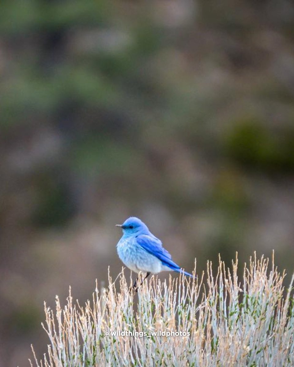 visitwyoming's tweet photo. The Mountain Bluebirds are back! 💙

These birds are tougher than a Wyoming winter and they are already busy hunting for bugs in the snow. Let's help them stay hardy by letting them forage naturally.

Enjoy your snacks, but please don't share them!

📸: @wildthings_wildphotos https://t.co/T4Fcl6cFQQ