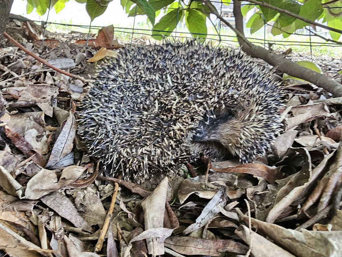 RokJohnny6864's tweet image. Trouver sur le bord de la route, il sera meilleur en sécurité dans mon jardin ❤️❤️❤️

#animal
#save
#hérisson