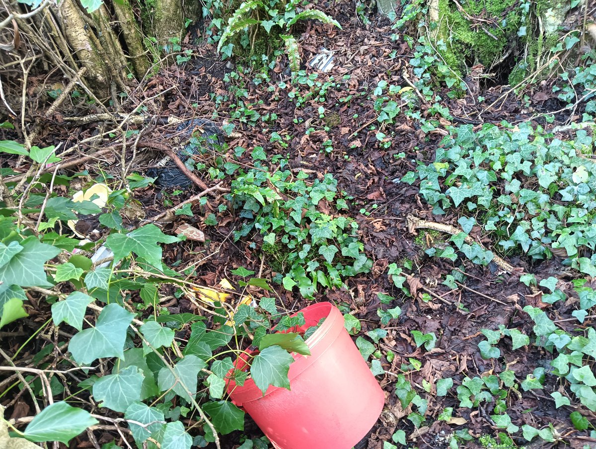 Donna Rainey tweet media