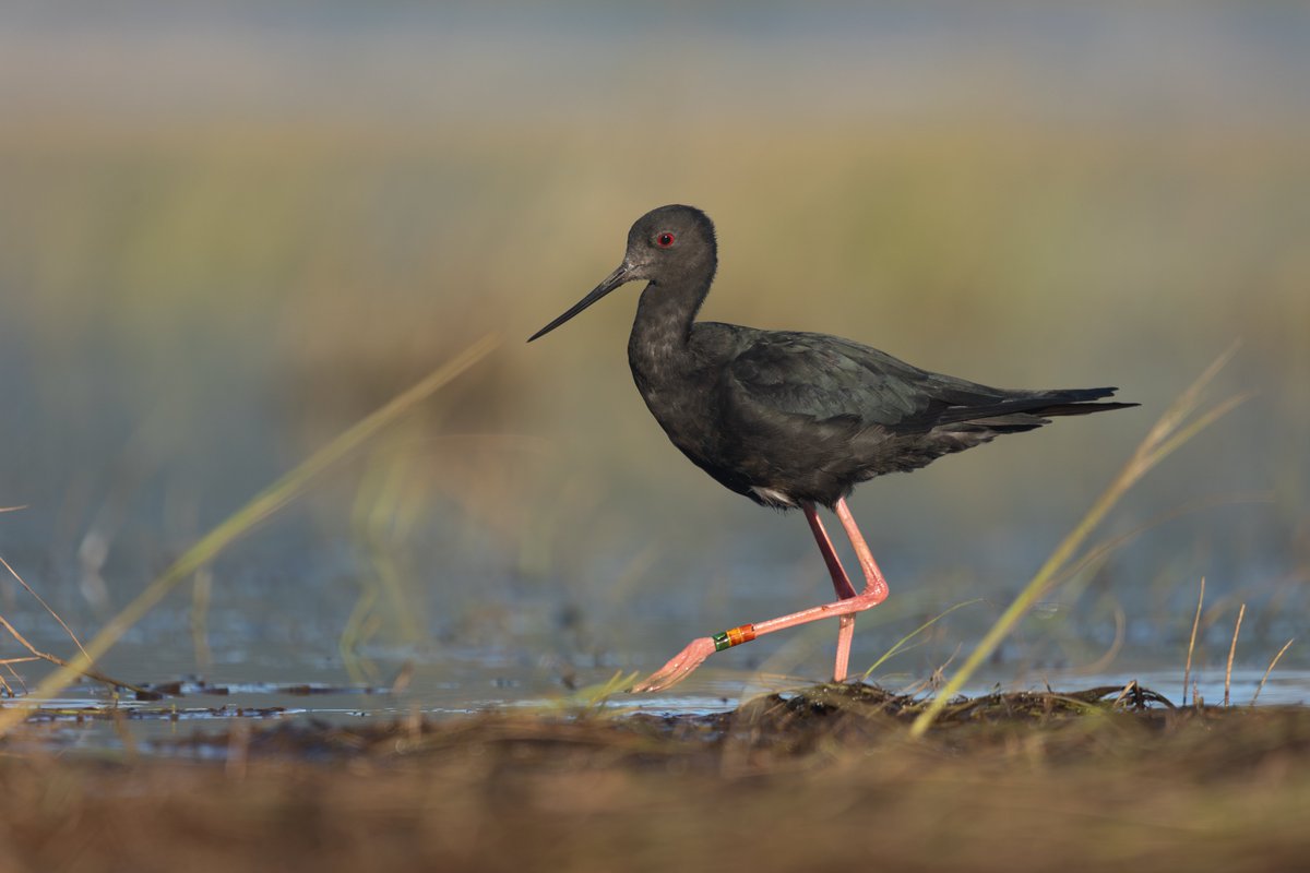 Tom Wright tweet media