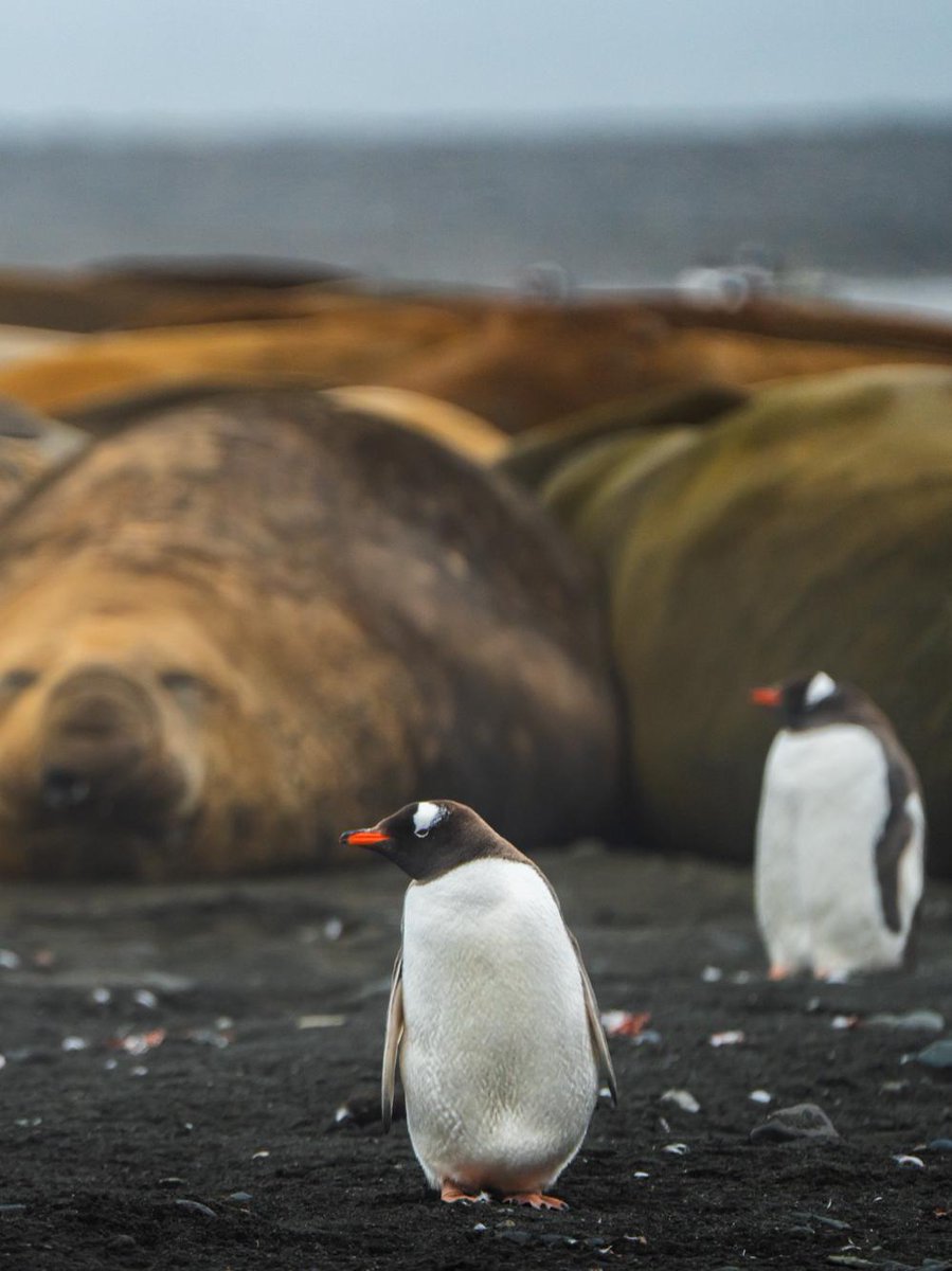 Swan Hellenic tweet media