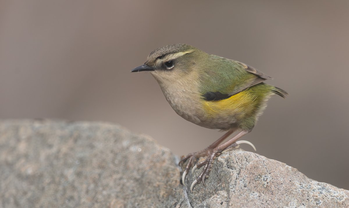 Tom Wright tweet media