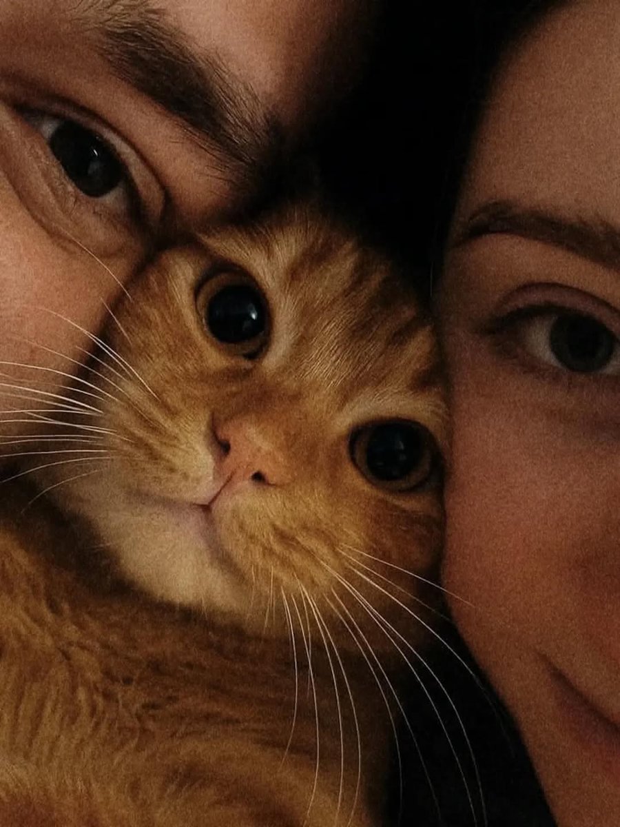 Cat 🐈 (@cutecatsmagic) on Twitter photo 