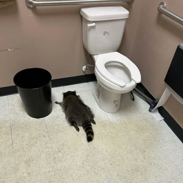 ShouldHaveRacc's tweet photo. got fucked up again,,,,,,, https://t.co/09NR0bv0Ni