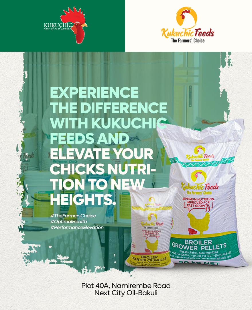 kukuchicuganda's tweet photo. Experience the Difference with Kukuchic Uganda feeds and Elevate your Chicks nutrition to new heights
#TheFarmersChoice
#OptimumNutrition
#PerformanceElevated https://t.co/Z0SISRIMa1