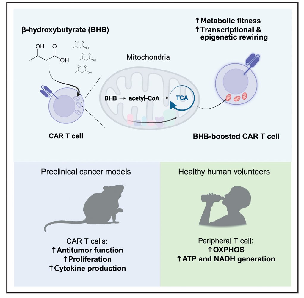 Maayan Levy tweet media