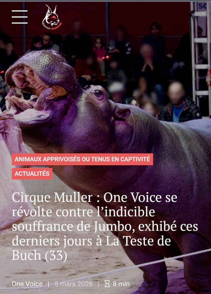 "Pour sauver Jumbo, One Voice organise une action d’alerte du grand public mercredi 11 mars de 11h à 12h30 place du Québec dans le 6e arrondissement. " <a href="/onevoiceanimal/">One Voice</a>  

savoir-animal.fr/cirque-muller-…