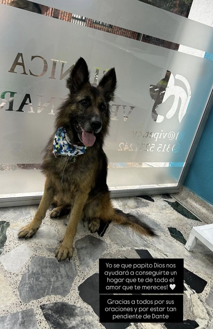 X haz lo tuyo 🙏🏾

Dante busca un hogar en Bogotá, una familia que lo quiera. Es un perrito rescatado, está esterilizado, ya fue curado de sus heridas, está en buenas condiciones, es muy pilo. Lo encontraron con heridas, desnutrido, deshidratado, muy desatendido. Ayudemos a Dante.