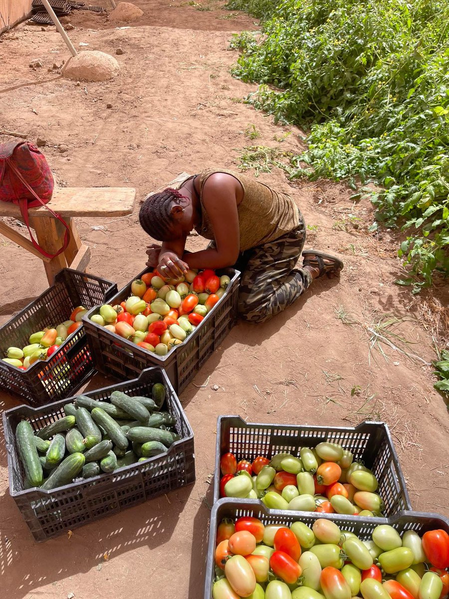 Surproduction maraîchère au Sénégal : combien de fois allons-nous répéter la même crise ?

Nous sommes au début du mois de mars.
Et encore une fois, les prix des légumes s’effondrent sur les marchés sénégalais.

Ce phénomène n’est pas nouveau.
L’année dernière déjà, entre mars et