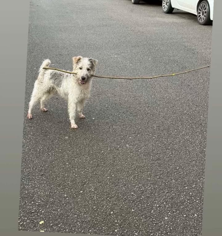 Torrelavega se mueve tweet media