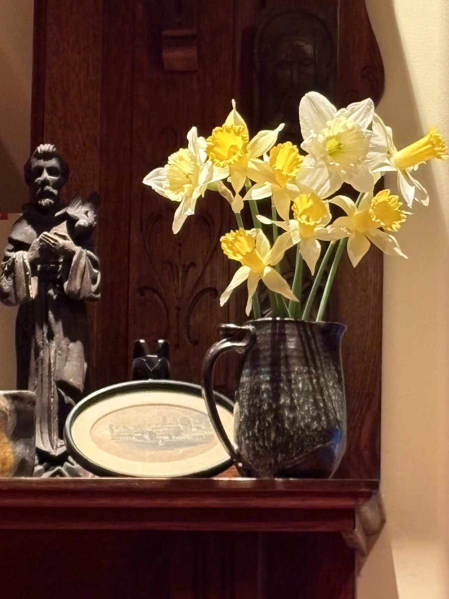 Daffodils #saltspring #saltspringisland