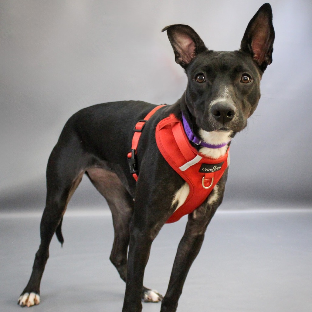 Ruff Start Rescue tweet media