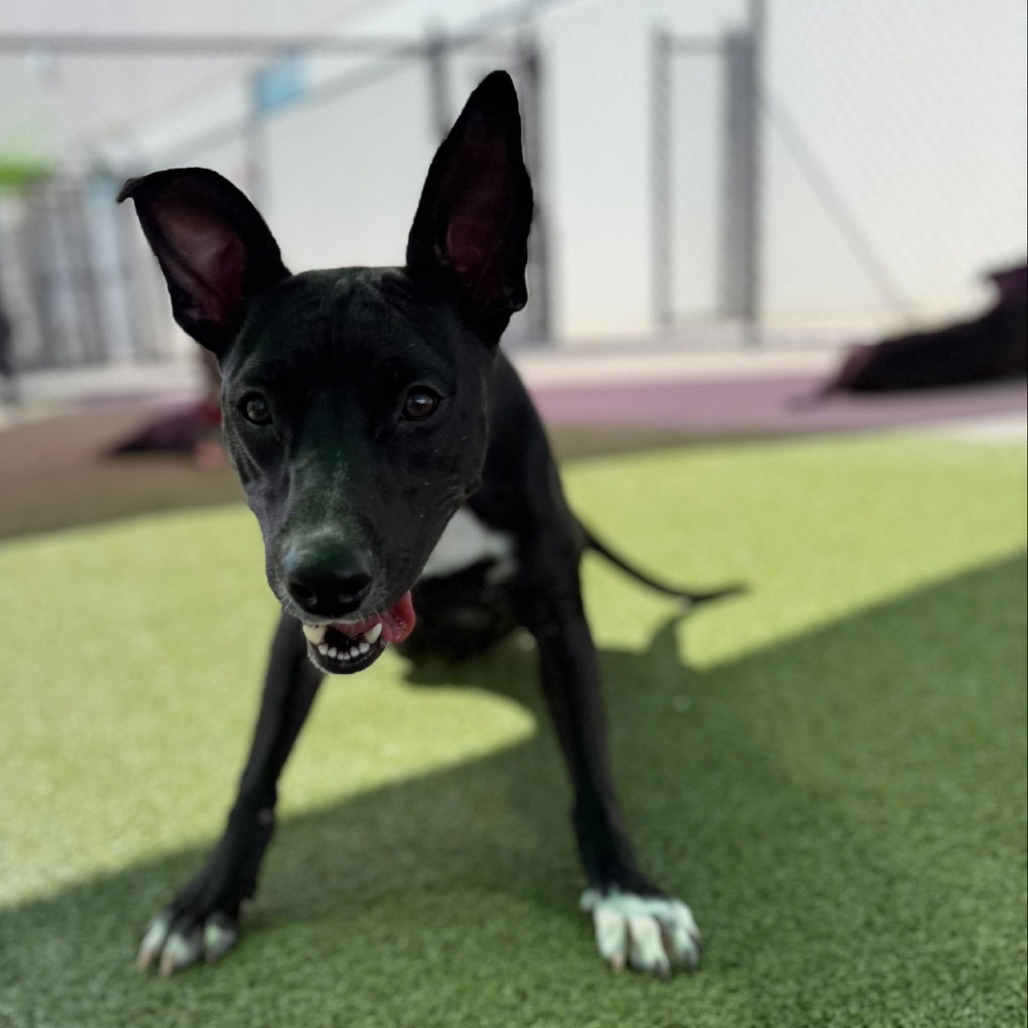 Ruff Start Rescue tweet media