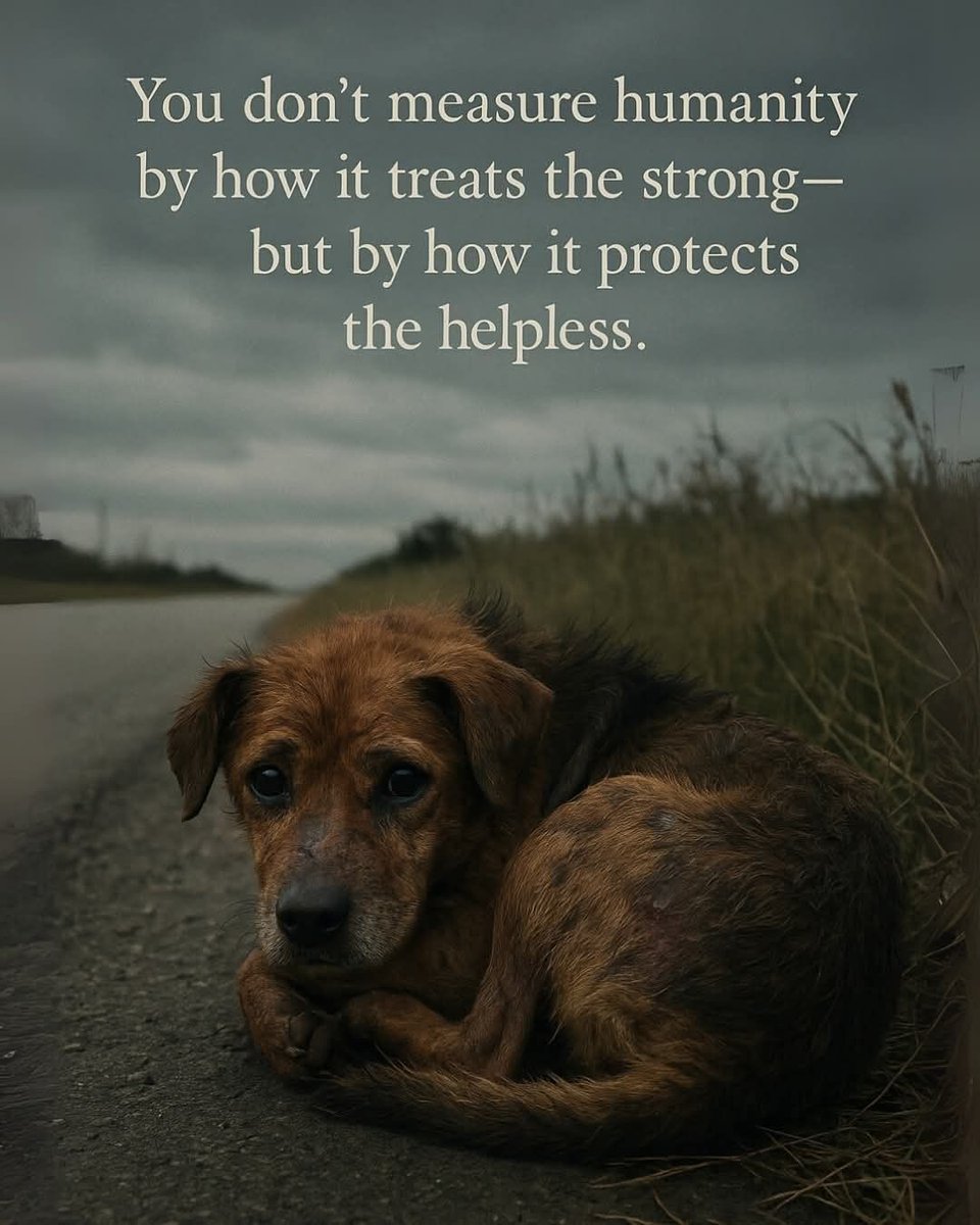 ShadowDogDesign's tweet photo. You don't measure #humanity by how it treats the strong - but how it protects the #helpless.
#Dogs #Dog #BeKind #ProtectTheHelpless #AdoptDontShop #AdoptAFriend #BestFriend #GoodDog #FaithfulFriend #LoveDogs #DogsAreLove https://t.co/Je7XYp6XRV
