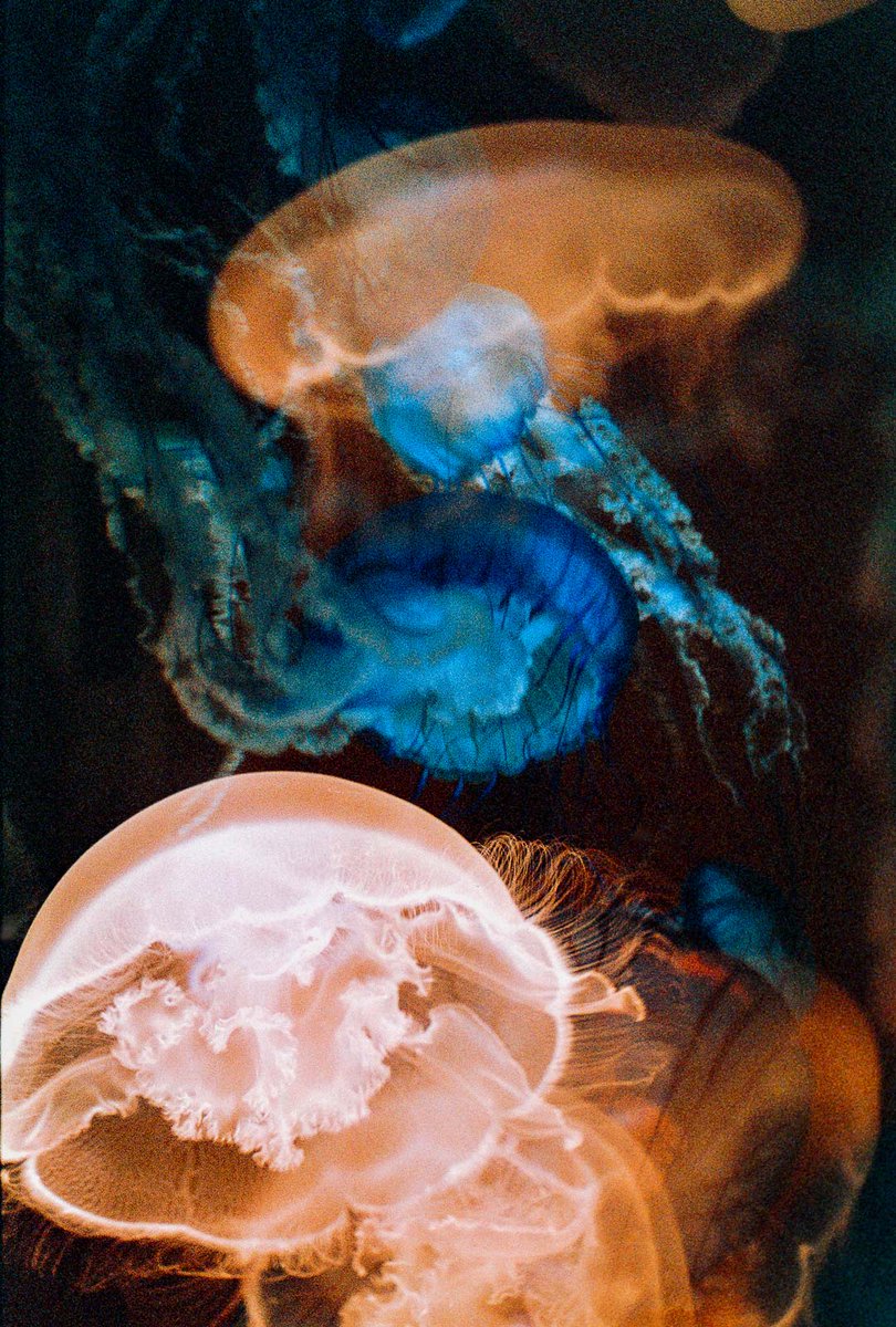 Harman Photo tweet media