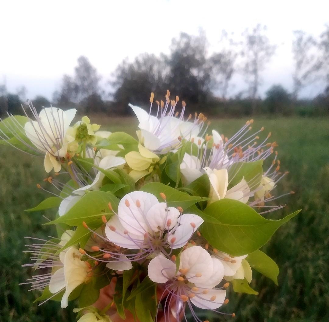 pk_46_'s tweet photo. #NatureBeauty #Flowers #NaturePhotography #FlowerPhotography #whiteflower #NatureLovers https://t.co/81trlcqzfk