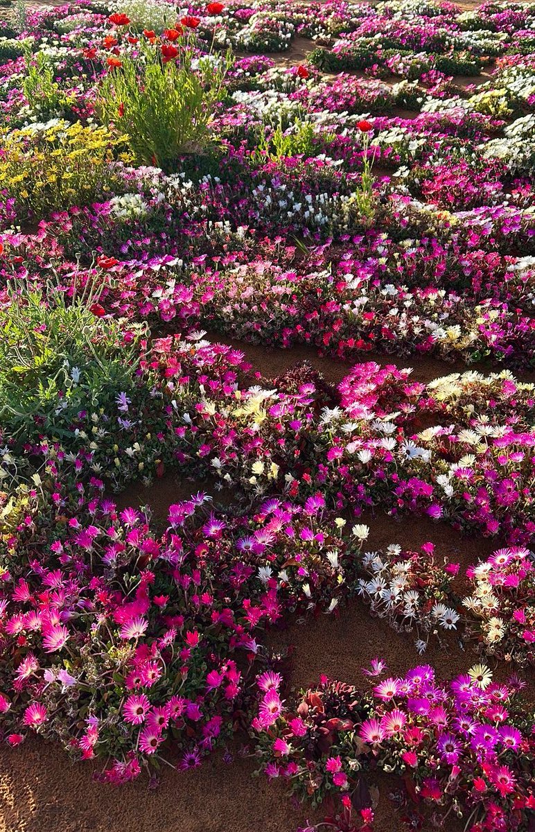 Hamoud_shammari's tweet photo. الجمعة 
١٧ رمضان 
🇸🇦
ألوان الطبيعة وفرحة الطفولة https://t.co/nhktLRKogC