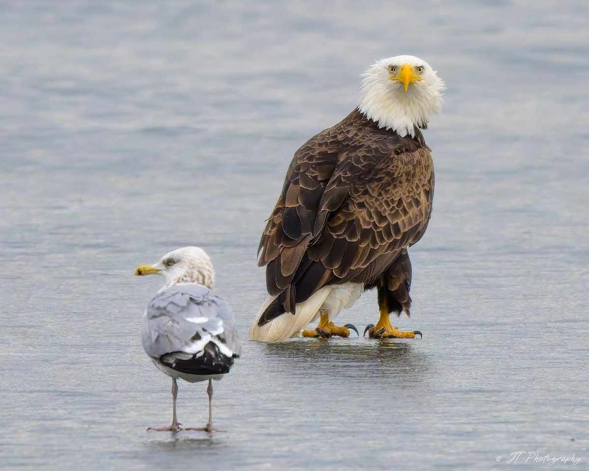 WillCoForestPreserve tweet media