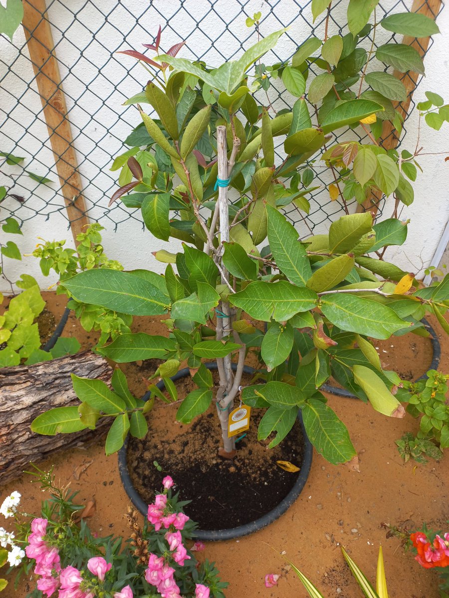 فلاسية 🇦🇪( هاوية للزراعة ومحبة للطبيعة)🇦🇪 tweet media