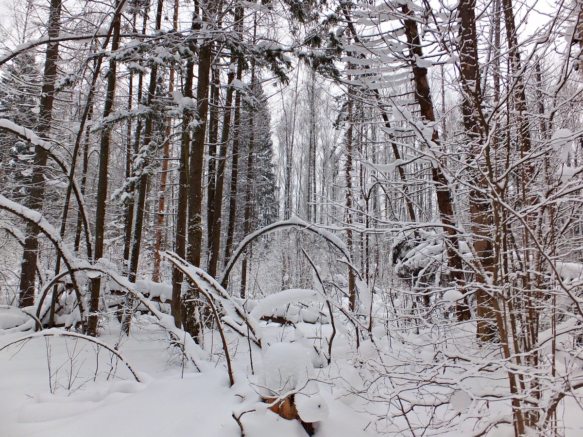 PEKHTography's tweet photo. The fallen ones said no. 
The arched one said: fine, I'll be a doorway. 🚪❄️ 
That's snow's whole negotiation — no threats, no noise, just weight. 
Everyone kneels eventually.
#Winter #WinterForest #SnowBent #SilentPower https://t.co/DGJVL6BLXg