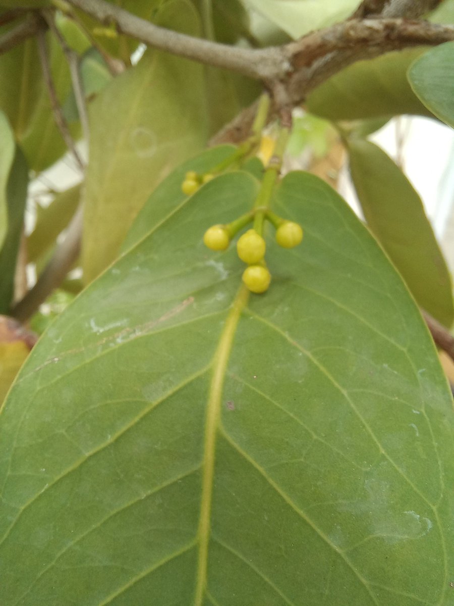 فلاسية 🇦🇪( هاوية للزراعة ومحبة للطبيعة)🇦🇪 tweet media