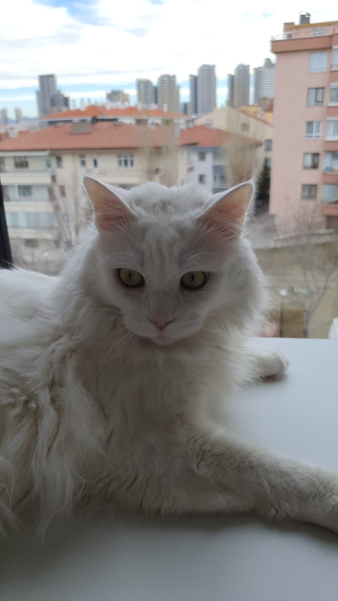 Tam 3 sene önce bugün geldin bana. İlk kez kedi bakacak olan ben. Mantarli, tüyleri dökülmüş ,agresif sen. Şimdi pamuk oldun oğluşum. O gün ben seni değil sen beni kurtarmaya gelmişsin. İyi ki. En büyük iyikimsin.