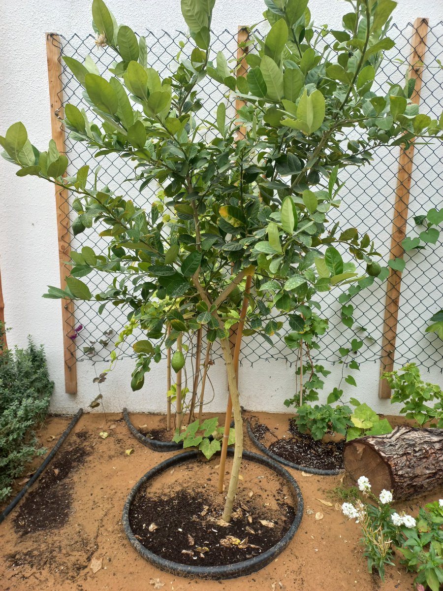 فلاسية 🇦🇪( هاوية للزراعة ومحبة للطبيعة)🇦🇪 tweet media