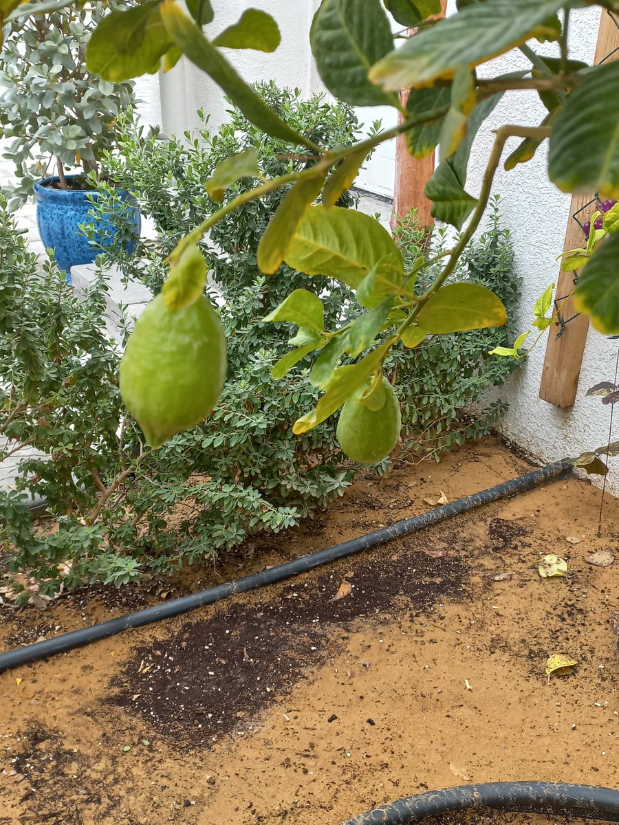 فلاسية 🇦🇪( هاوية للزراعة ومحبة للطبيعة)🇦🇪 tweet media