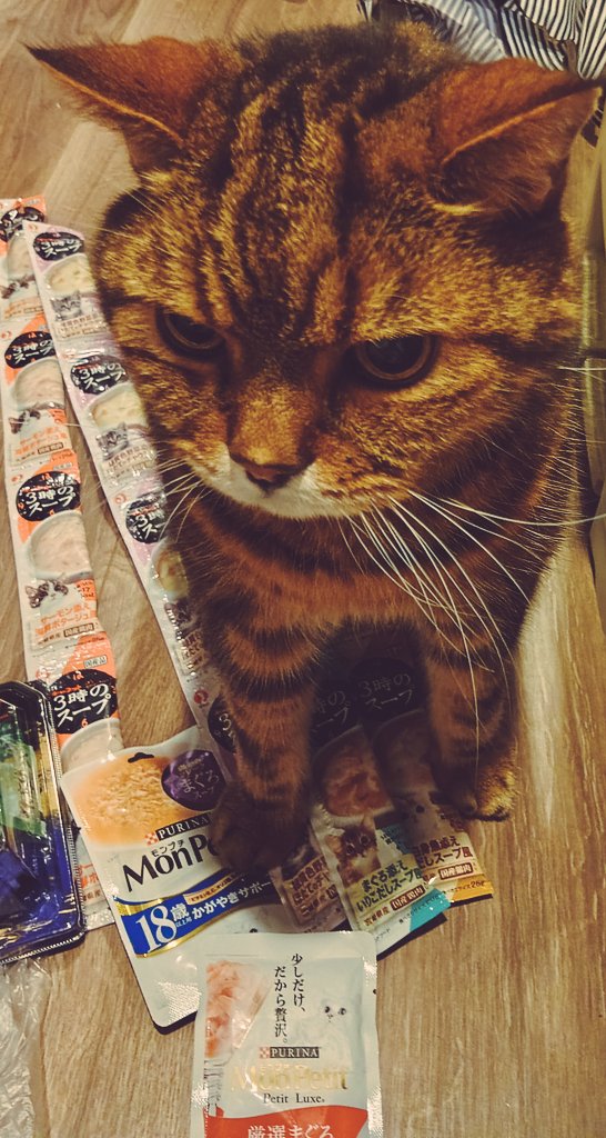 isora_369's tweet photo. うちのむく猫様、おやつを買ってきて今どれ食べる？と聞いたら全部と言って聞かない強欲さもキラキラ見上げるお目目も
重低音の不審なエンジン音みたいな寝息かましながら爆睡してるとこも全部可愛い
なお私の寿司の上のマグロは毎度むく猫様のものになるので私はそろそろマグロの味を忘れかけています https://t.co/cOOWH3DCYZ