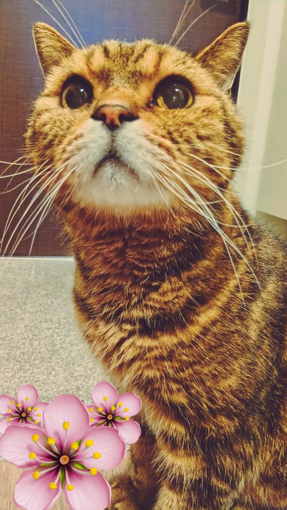 isora_369's tweet photo. うちのむく猫様、おやつを買ってきて今どれ食べる？と聞いたら全部と言って聞かない強欲さもキラキラ見上げるお目目も
重低音の不審なエンジン音みたいな寝息かましながら爆睡してるとこも全部可愛い
なお私の寿司の上のマグロは毎度むく猫様のものになるので私はそろそろマグロの味を忘れかけています https://t.co/cOOWH3DCYZ