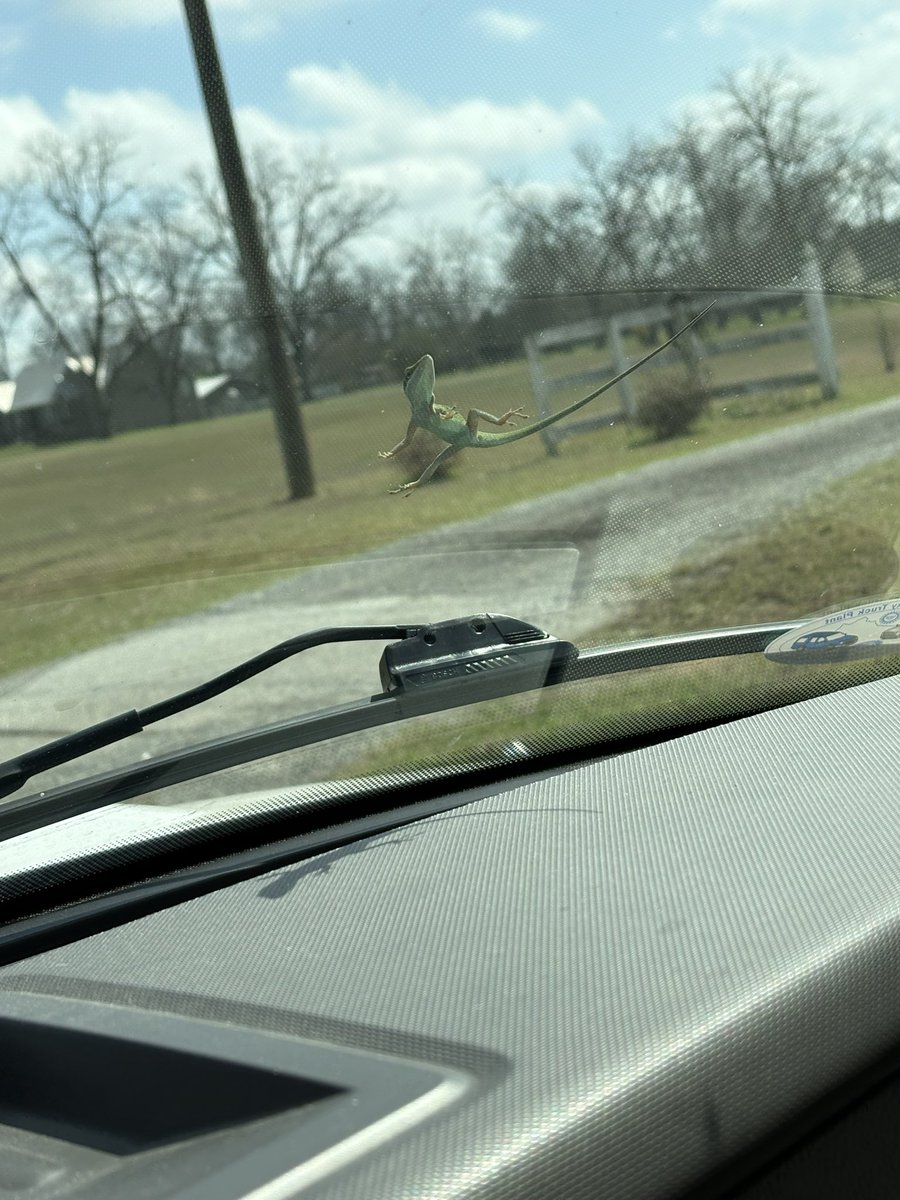 Burgandy19's tweet photo. I’m not sure you can get much better insurance coverage than that. #geico #gecko #GAliving https://t.co/Pcj28h4qTY