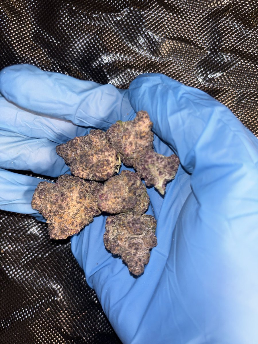 ValuedBud l Premium Flower tweet media