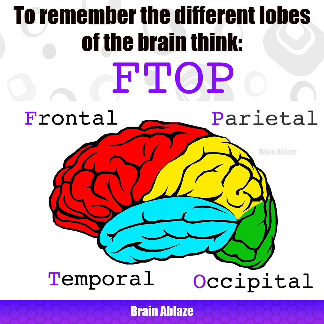 BrainAblaze's tweet photo. The human brain has lobes that are highly defined but work together:
Frontal decides. 🧠
Temporal remembers. 📖
Occipital sees. 👀
Parietal feels. 🖐️

A seizure can affect one lobe, or all at the same time. 
#BrainAwarenessWeek #EpilepsyAwareness https://t.co/7OluJLsWXi
