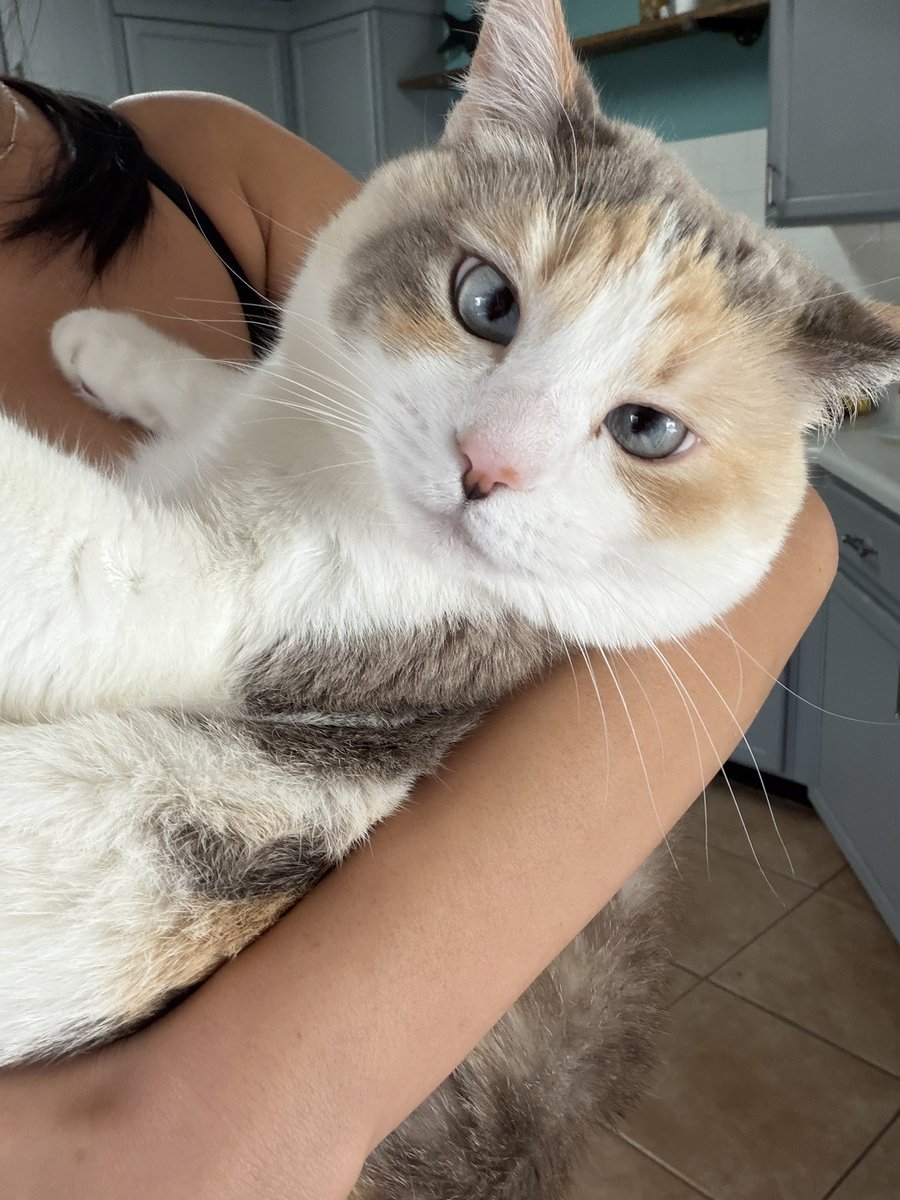 Panko A. Cat’s Mom tweet media